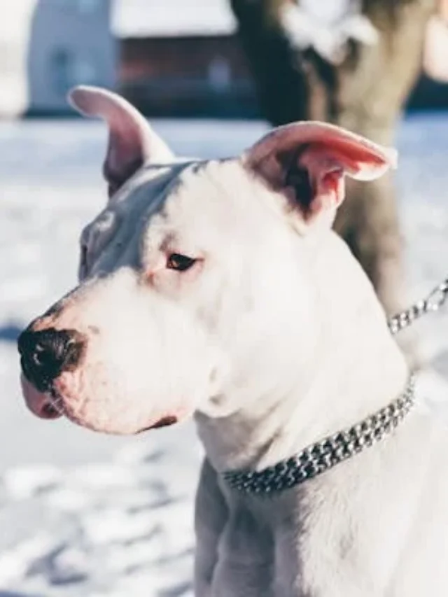 Confira 4 características do cachorro da raça dogo argentino