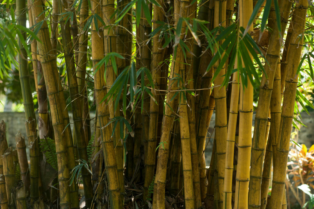 guiducci cronica bambu cronimetricas web