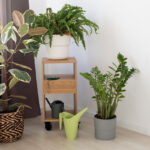 plantas by freepik