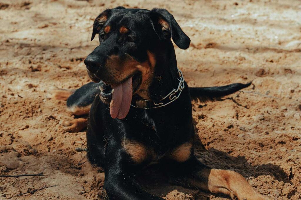 rottweiler by pexels