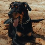 rottweiler by pexels