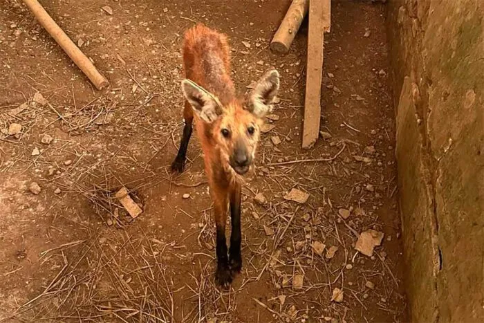 Lobo guara debilitado e resgatado em propriedade rural de Antonio Carlos