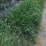 Vegetacao alta compromete calcada e aumenta riscos no Bairro Jardim dos Alfineiros