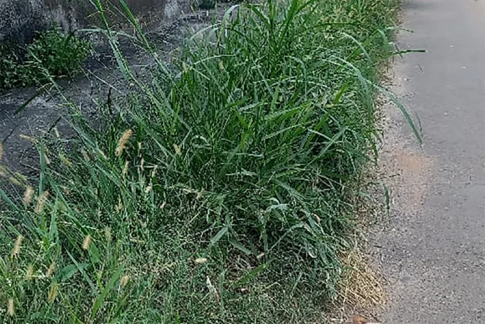 Vegetacao alta compromete calcada e aumenta riscos no Bairro Jardim dos Alfineiros