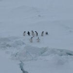 biosfera pinguins