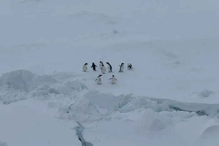 biosfera pinguins