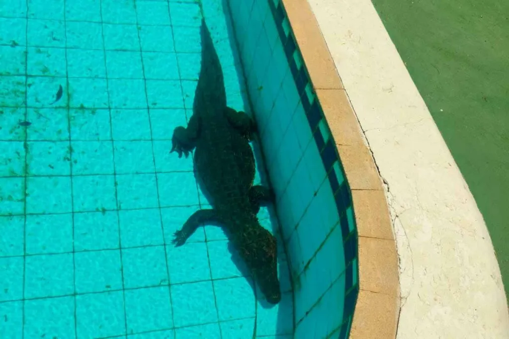 jacare piscina minas foto bombeiros dest