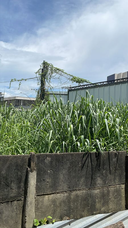 mato alto terreno baldio juiz de fora