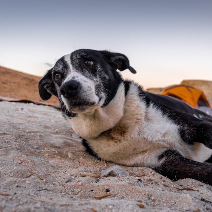 selective focus shot sad dog lying sand with orange tent space