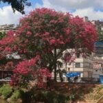 Saiba como fica o tempo no carnaval em Juiz de Fora