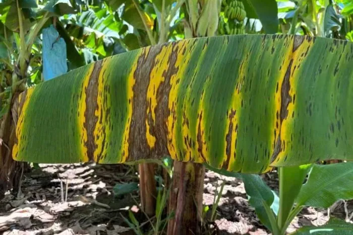 doenca da banana sigatoka negra minas foto divulgacao