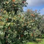 Capital mineira do caqui: cidade lidera produção da fruta e mira 2 mil toneladas 4 CAQUI 6