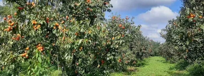 Capital mineira do caqui: cidade lidera produção da fruta e mira 2 mil toneladas 2 CAQUI emater mg