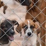 Saiba como reconhecer e denunciar maus tratos contra animais 15 Design sem nome 1 2