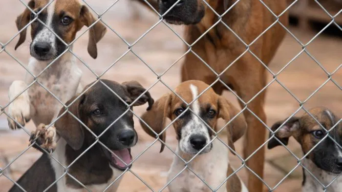 Saiba como reconhecer e denunciar maus tratos contra animais 14 Design sem nome 1 2