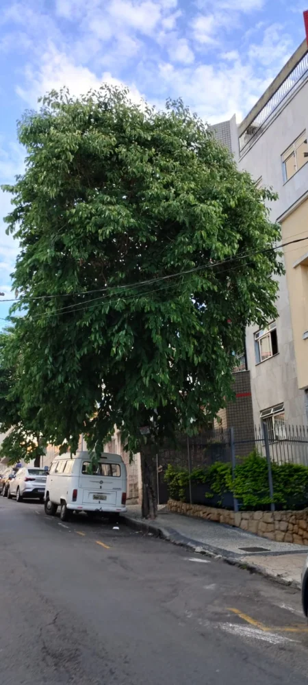Moradores pedem poda de árvore na Rua Santos Dumont 2 VU Granbery Leitor
