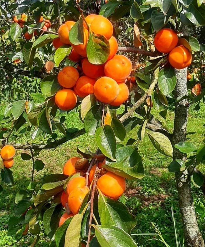Capital mineira do caqui: cidade lidera produção da fruta e mira 2 mil toneladas 3 caqui foto emater mg