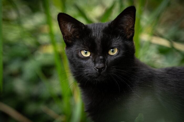Mito do gato preto: entenda a origem e o reflexo na adoção de animais 1 cat 5579221 1280