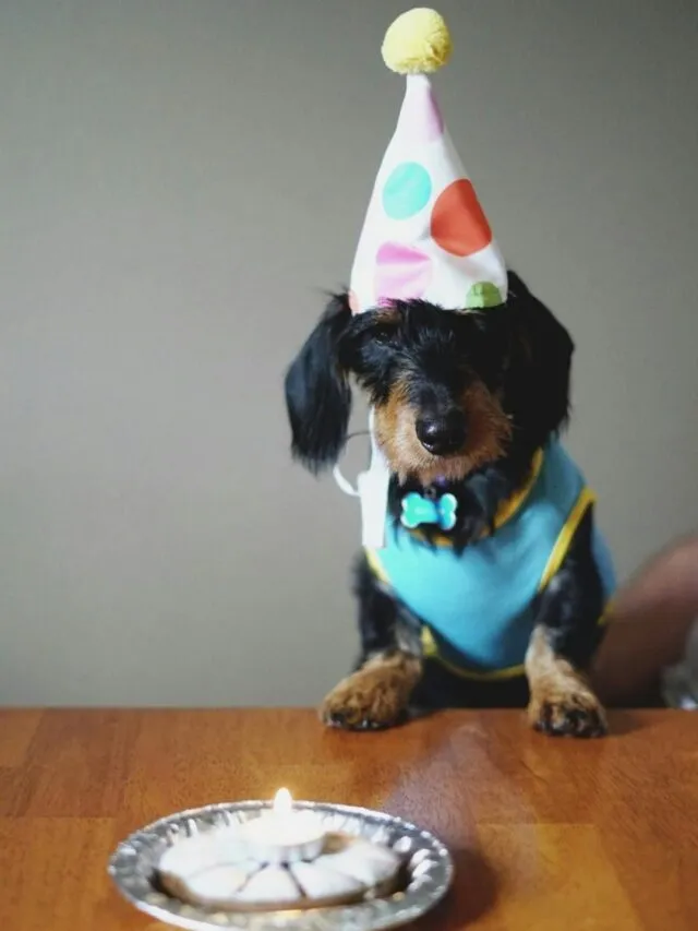 Humanização de pets: conheça o impacto que esta criação tem no bem estar da relação tutor-pet