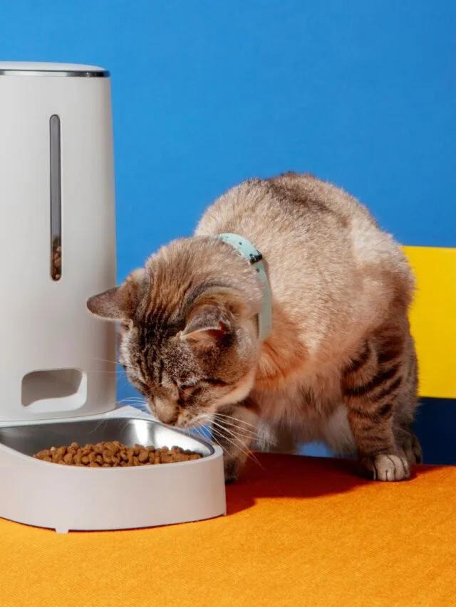 Conheça 8 mitos sobre a insuficiência renal em gatos