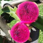 pitaya 06 arquivo pessoal