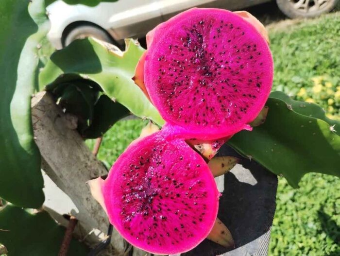 pitaya 06 arquivo pessoal