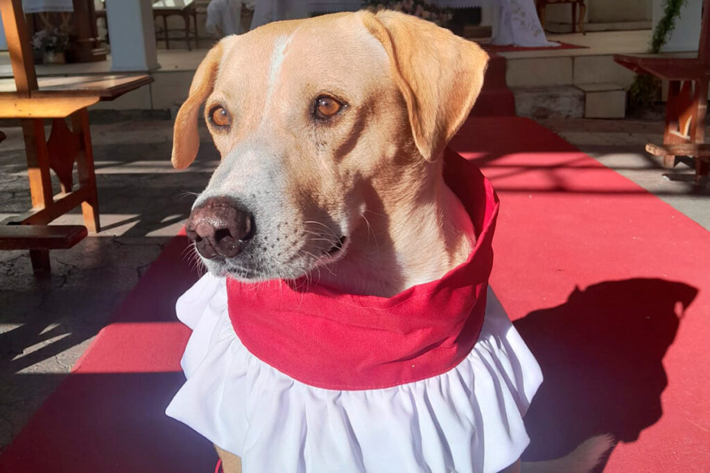 'Cãoroinha' de Piraúba: cachorro vira símbolo de fé e acolhimento
