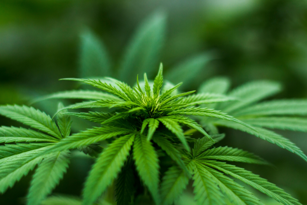 pés de cannabis