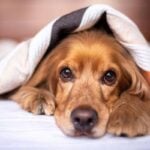Doenças silenciosas em pets: saiba como identificar 3 doenças silenciosas pets