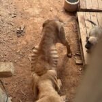 Homem é preso e multado por maltratar 3 cães na região 4 Homem e preso e multado por maltratar 3 caes na regiao foto pmma