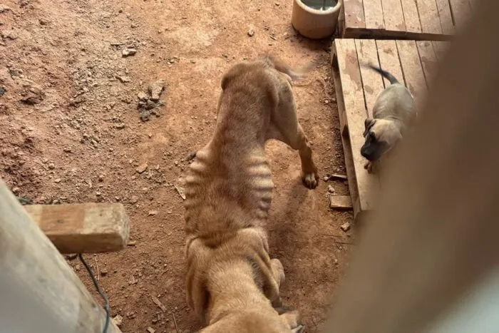 Homem é preso e multado por maltratar 3 cães na região 3 Homem e preso e multado por maltratar 3 caes na regiao foto pmma