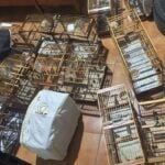 Oito são presos e multados em R$ 50 mil por manter pássaros silvestres para torneio clandestino 3 Oito foram presos e Multados em mais de R 50 mil por cativeiro irreegular de passaros