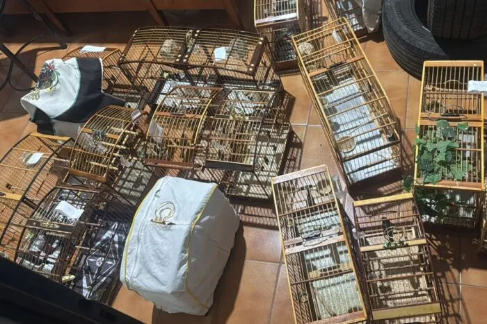 Oito são presos e multados em R$ 50 mil por manter pássaros silvestres para torneio clandestino 2 Oito foram presos e Multados em mais de R 50 mil por cativeiro irreegular de passaros