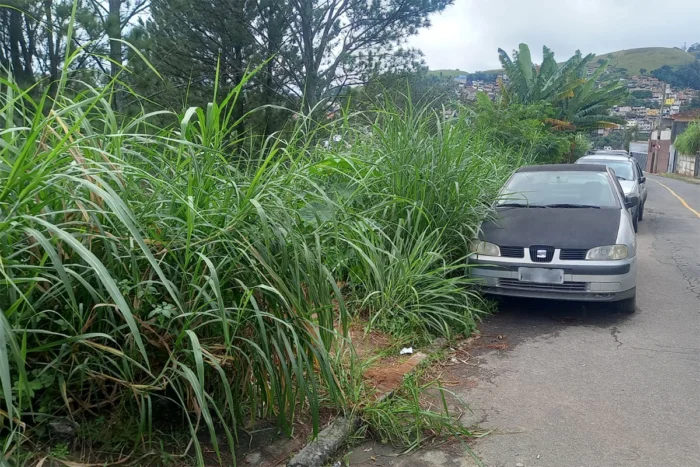 Vegetação alta no Bairro de Lourdes prejudica rotina dos moradores 1 VU Lourdes