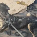 Homem é preso em flagrante por maus-tratos a animais 2 animais maus tratos vicosa 2