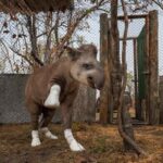 Fotografia Ambiental: imagem de anta sobrevivente de incêndio no Pantanal vence concurso internacional; veja mais registros premiados 3 anta valente foto fernando faciole