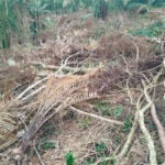 Desmatamento ilegal é flagrado em Zona Rural de município e resulta em multa de mais de R$ 5 mil 3 ares desmatada cipotanea pmma