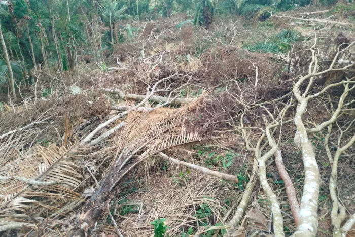 Desmatamento ilegal é flagrado em Zona Rural de município e resulta em multa de mais de R$ 5 mil 2 ares desmatada cipotanea pmma