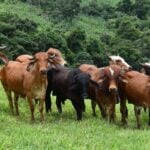 Produtores rurais devem realizar atualização de rebanho até junho 5 Produtores rurais devem realizar atualização de rebanho até junho