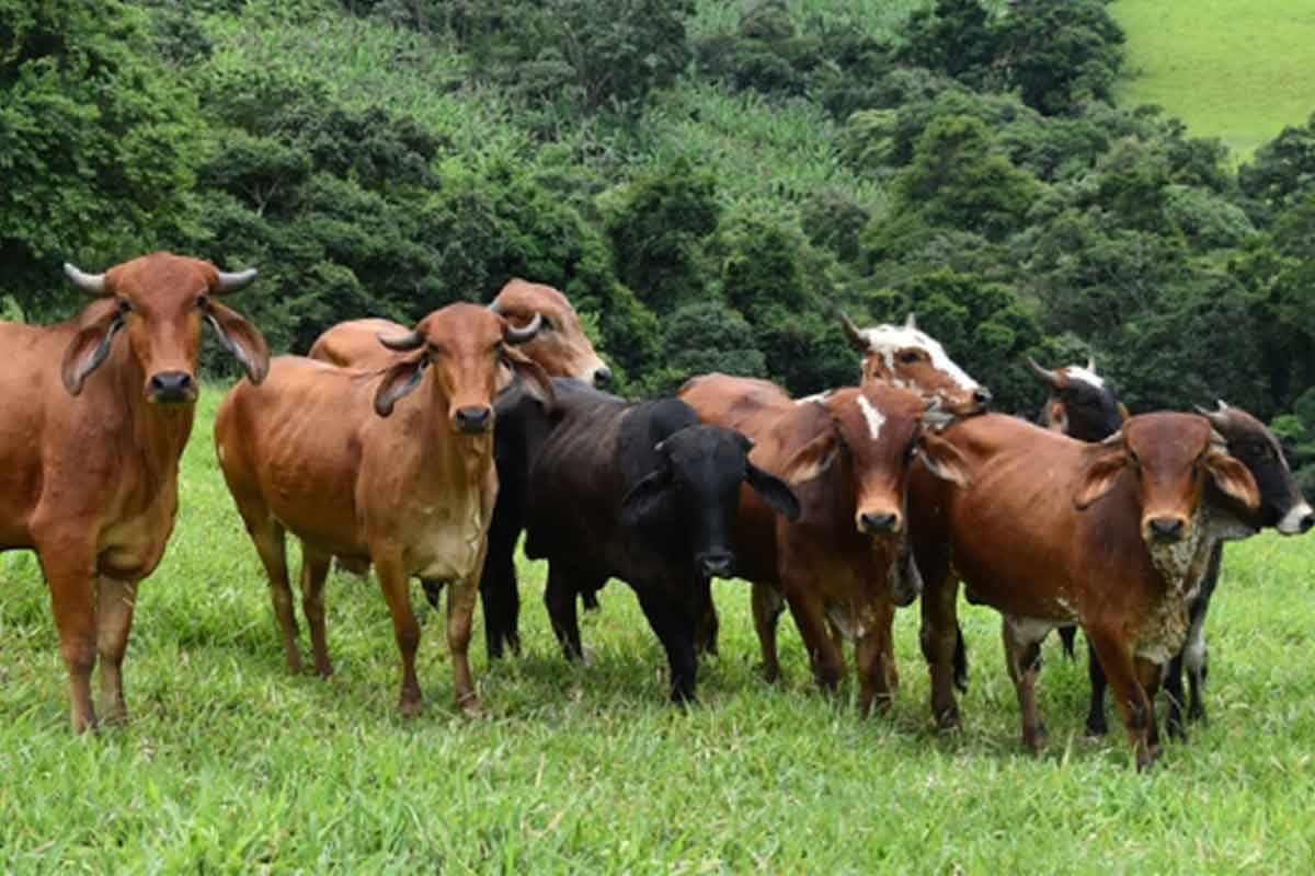 Produtores rurais devem realizar atualização de rebanho até junho 4 bois gado rebanho Seapa Divulgacao
