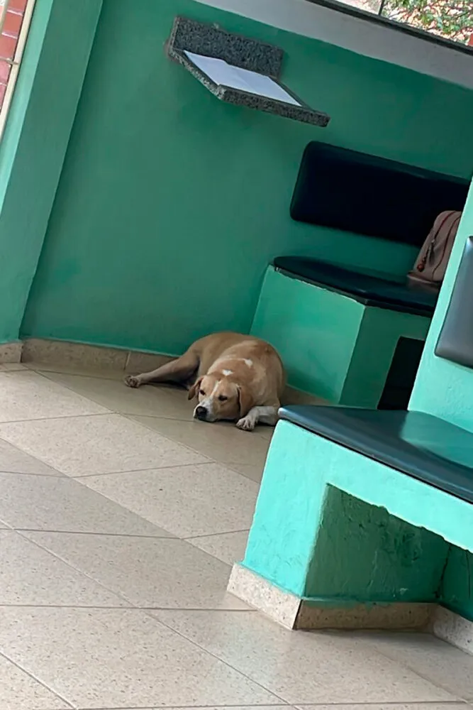 'Cãoroinha' de Piraúba: cachorro vira símbolo de fé e acolhimento 1 caoroinhavelorio arquivo pessoal ligia soares