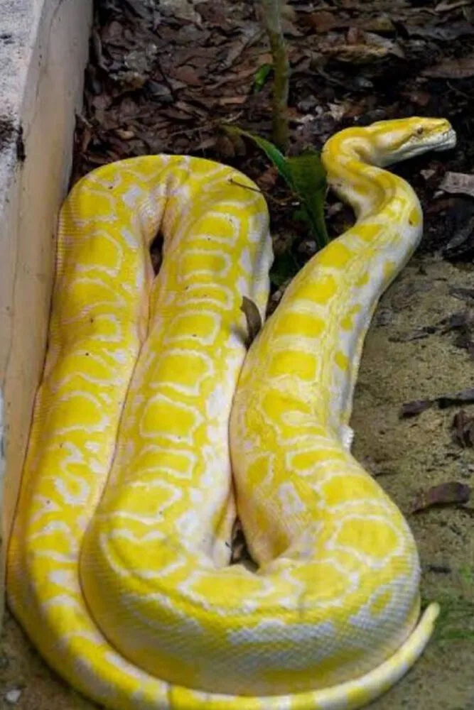 Bombeiros capturam cobra exótica de 4 metros 1 cobra Python