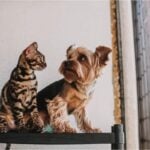 Conheça 7 raças de cachorro ideais para quem tem gato 3 7 raças de cachorro ideais para quem tem gato