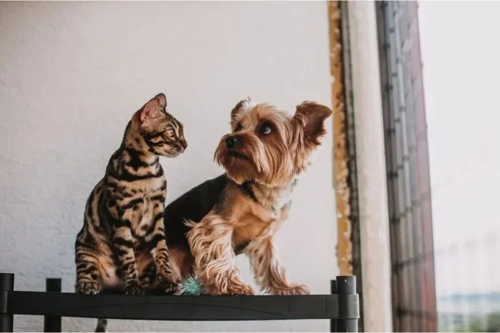 Conheça 7 raças de cachorro ideais para quem tem gato 2 7 raças de cachorro ideais para quem tem gato
