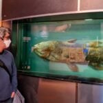 'Fóssil vivo': novo exame de peixe muda a compreensão da evolução craniana dos vertebrados 21 'Fóssil vivo': novo exame de peixe muda a compreensão da evolução craniana dos vertebrados
