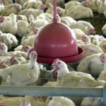 Gripe aviária em granja comercial no Brasil: entenda os riscos à saúde 3 gripe aviária