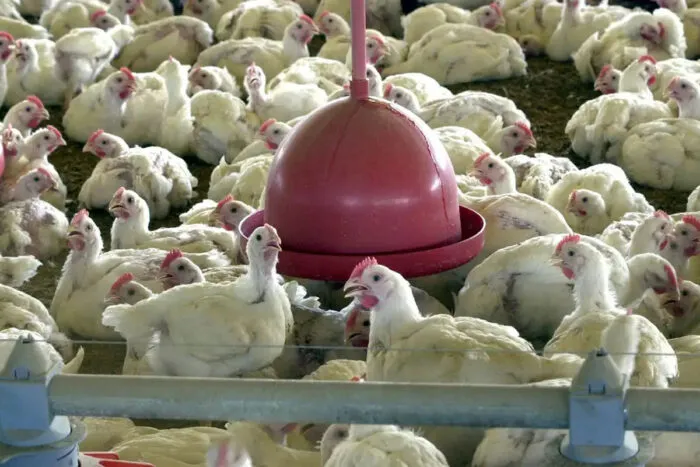Gripe aviária em granja comercial no Brasil: entenda os riscos à saúde 2 gripe aviária