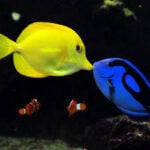 peixes