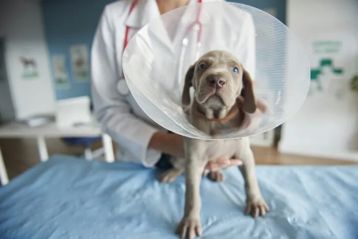 Desfaça dos mitos e conheça os benefícios da castração 1 ill dog wearing pet collar