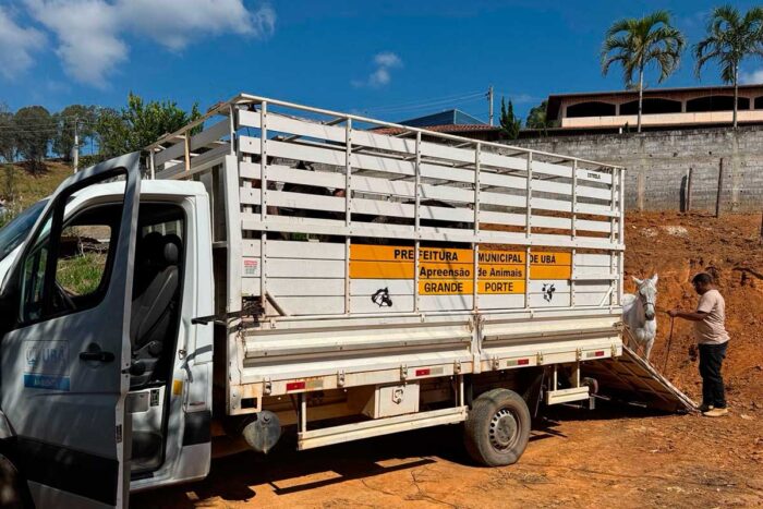 maus tratos animais